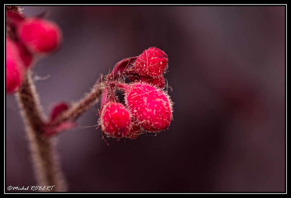 macro_1.jpg