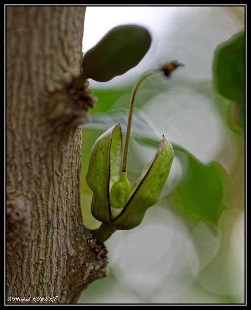 macro_3.jpg