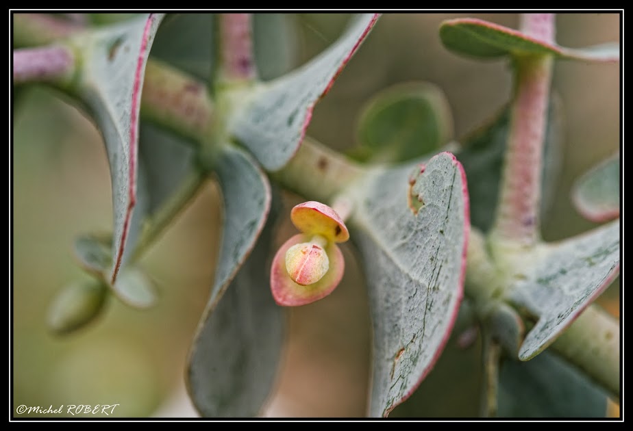 macro_4.jpg